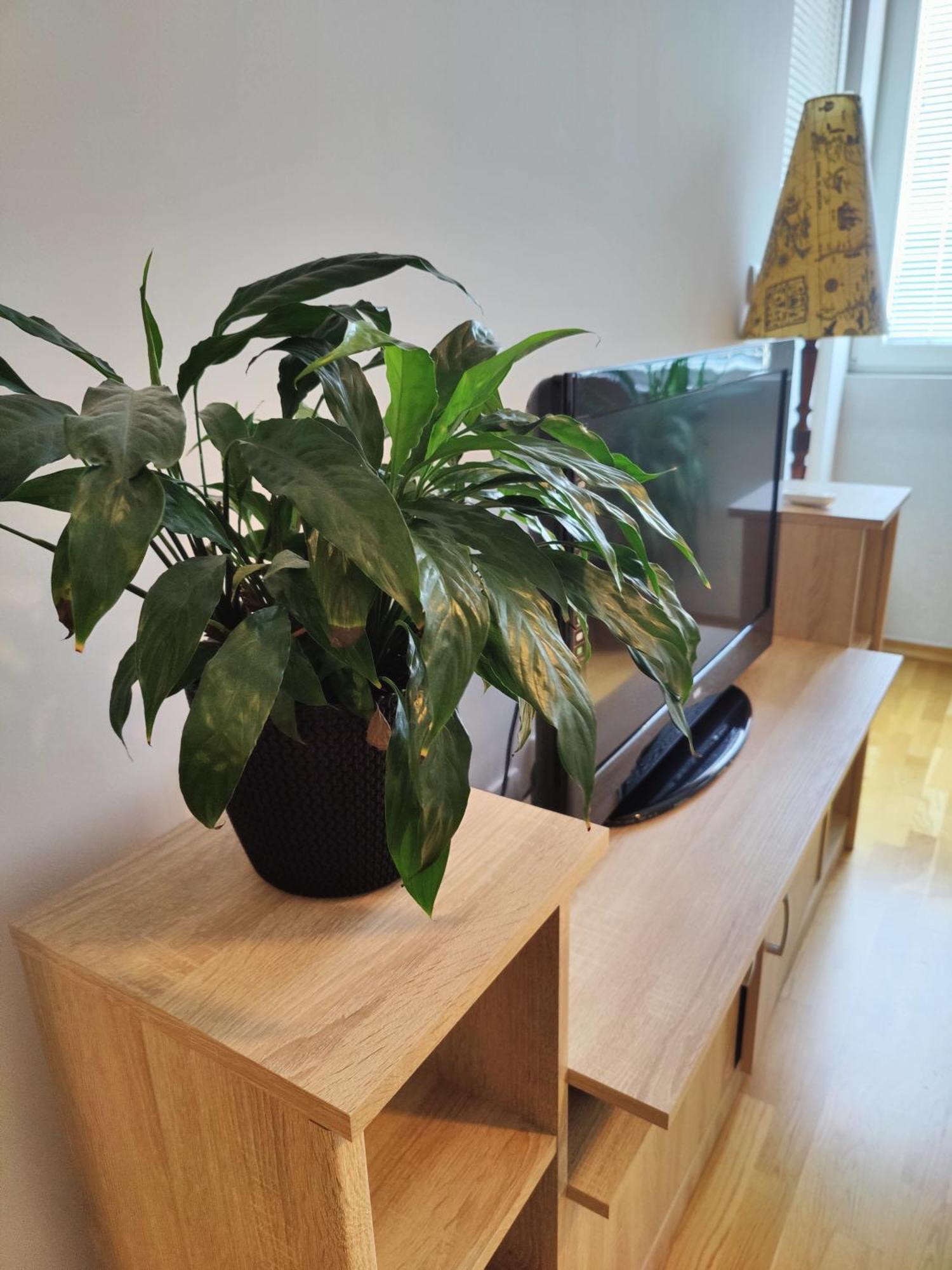 Apartman Aleksic Ni Eksteriør billede