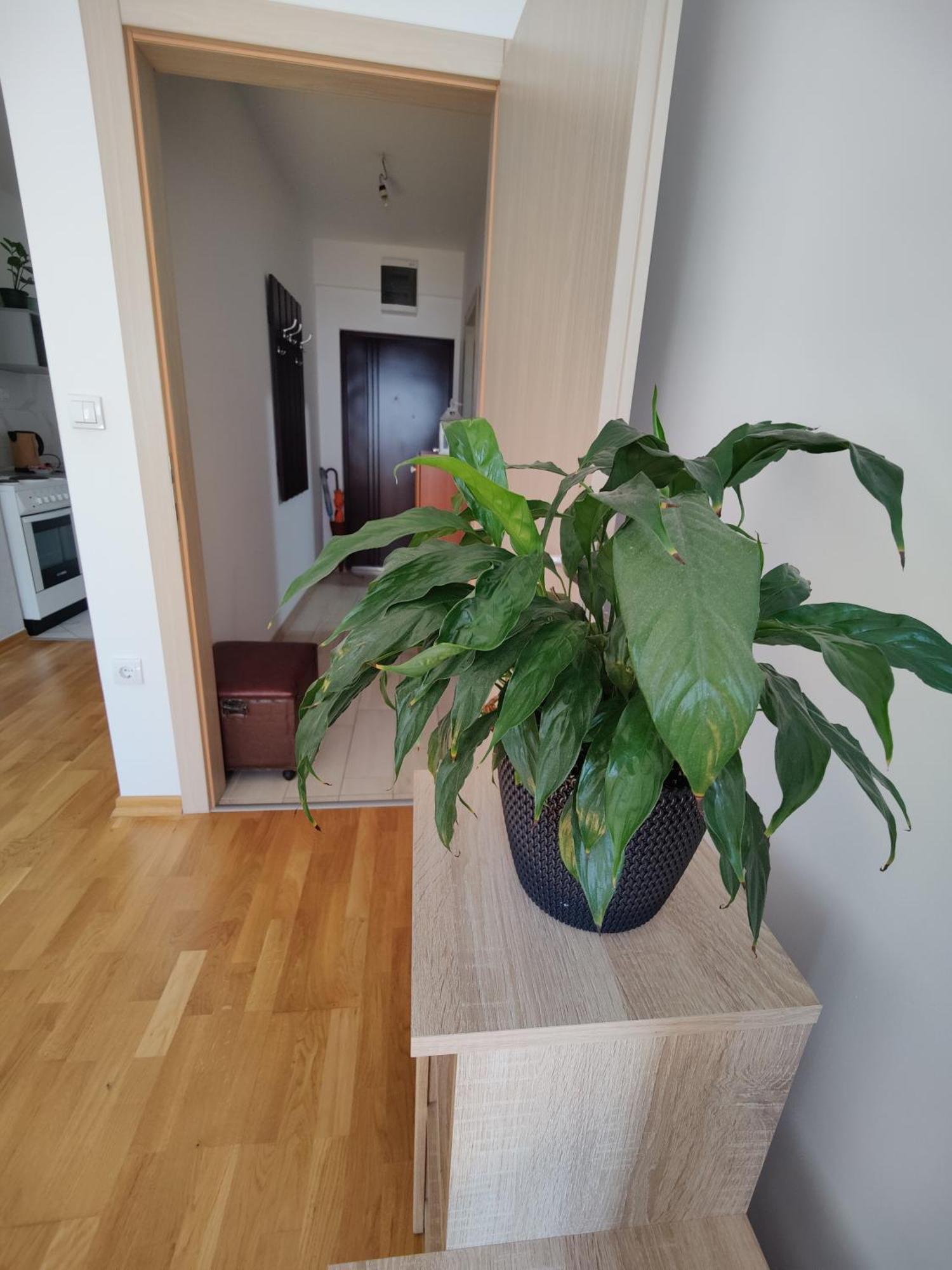 Apartman Aleksic Ni Eksteriør billede